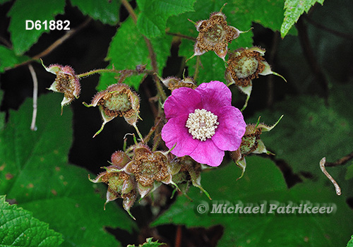 Purple-flowering Raspberry (Rubus odoratus)